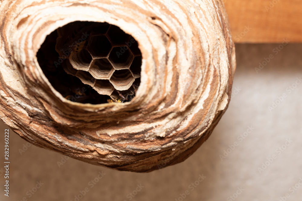 Wall mural Wasp nest close-up.  Wild insect wasps had built a huge hornet's nest under the ceiling.