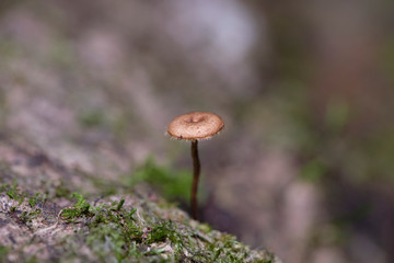 Macro of small fungus mushroom growing in national park