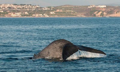 Blue Whale Fluke Off Dana Point