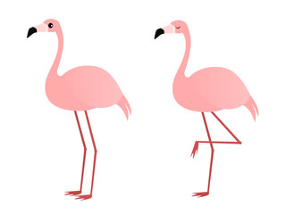 Illustration or two flamingos