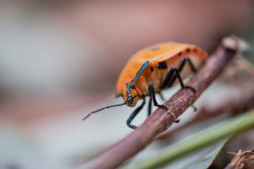 Orange stink bug crawling on stick near the ground