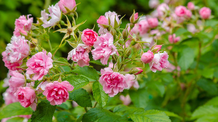 Beautiful pink roses in the garden. Blooming rosa flowers and leaves in natural background. Floral background.