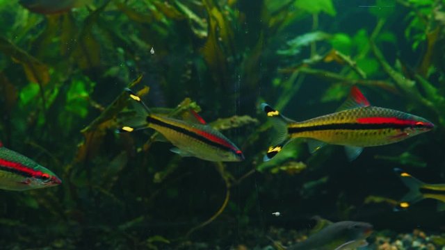 Flock of Puntius denisonii Fish Swim in Algae Aquarium