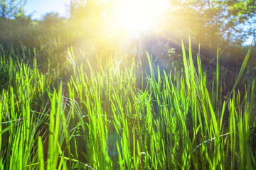 Obraz premium fresh green grass and sunlight