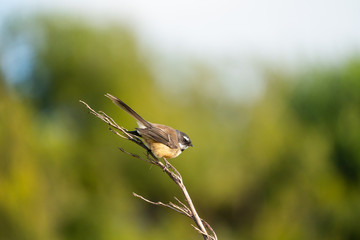 A New Zealand Fantail bird on a branch, known as a Piwakawaka