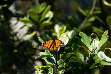 A Monarch Butterfly on a leaf