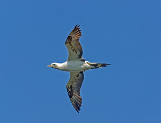 Northern Gannet