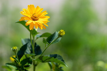 Nature background. Yellow marigold flower close up