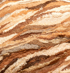 Texture wasp nest close-up.