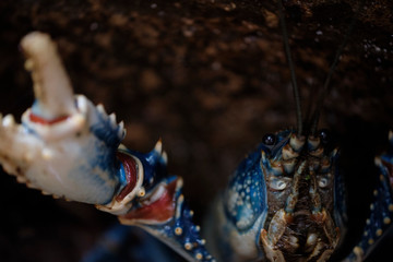 Wild blue Lamington crayfish hiding under a rock