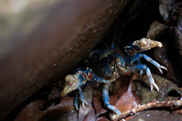 Wild blue Lamington crayfish hiding under a rock