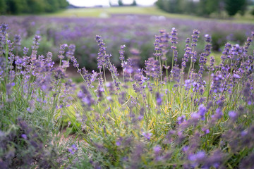 lavender