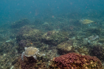 Naklejka na ściany i meble Green sea turtle swimming through water over coral reef