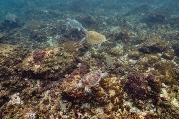 Fototapeta na wymiar Green sea turtle swimming through water over coral reef