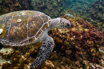 Green sea turtle swimming in warm tropical Pacific Ocean waters over a coral reef