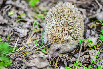 Hedgehogs play in the field