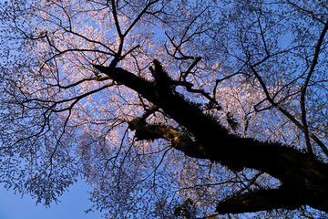 木洩れ陽に照らされた桜