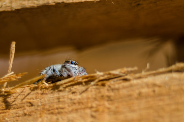 Obraz premium Small spider on wood - close up