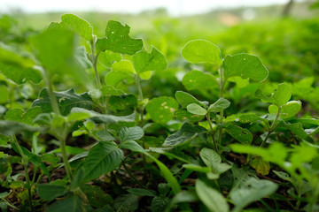 background of green leaves