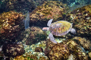 Green sea turtle swimming in warm tropical Pacific Ocean waters over a coral reef