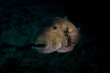 Giant puffer fish in a cave © rulojmp