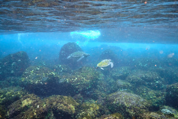Fototapeta na wymiar Green sea turtle swimming in warm tropical Pacific Ocean waters over a coral reef
