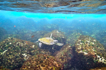 Green sea turtle swimming in warm tropical Pacific Ocean waters over a coral reef