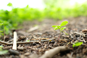 young plant in soil