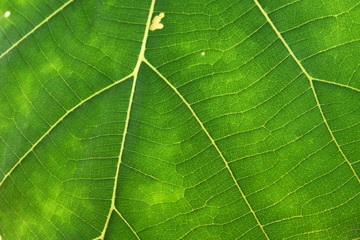 Close Up Of Green Leaf Texture