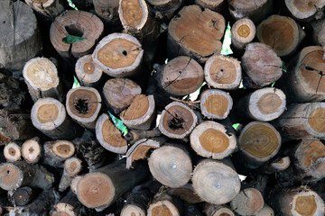 Wall of stacked wood logs