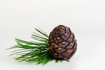 Heap of pine cone with needles on white