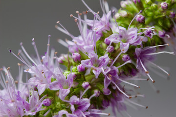 Obraz premium Macro view of tiny pink peppermint herb flower blossoms on a white background