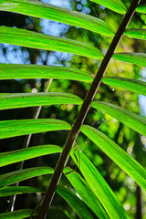 Closeup of palm tree leaf with sun flare and bright green colour