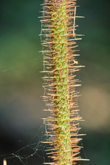 Spiky plant on national park rainforest with spider webs