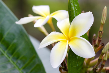Fototapeta na wymiar Close up view of a beautiful white frangipani (plumeria) flower blooming outdoors