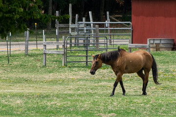 Naklejka premium Brown horse walking across ranch pasture