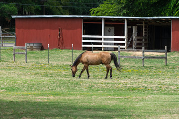 Light brown horse grazing in ranch pasture