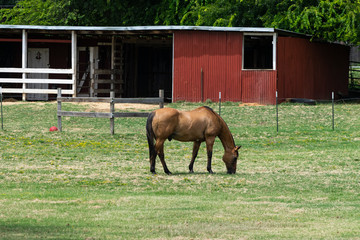 Light brown stallion grazing with red barn in background
