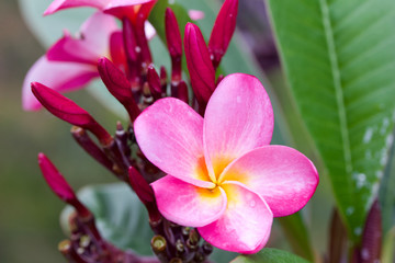 Close up view of a beautiful pink frangipani (rainbow plumeria) flower blooming outdoors