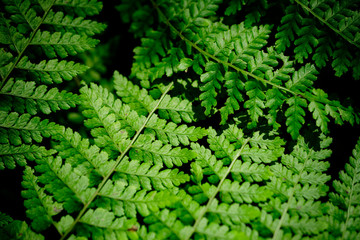 Naklejka na ściany i meble Macro of ferns in national park rainforest