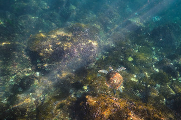 Naklejka na ściany i meble Green sea turtle swimming in warm tropical Pacific Ocean waters over a coral reef