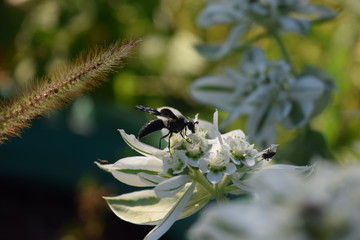 Wasp on a Flower