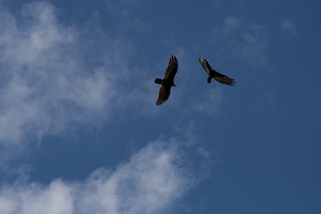 2 birds of prey circling together looking for food. soaring on a blue sky.