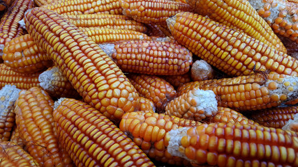 Corn cobs, one of the alternative food ingredients