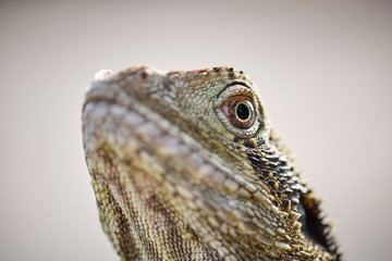 Macro of wild bearded water dragon face in Queensland Australia