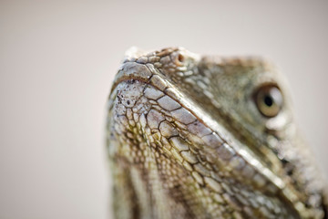 Macro of wild bearded water dragon face high detail