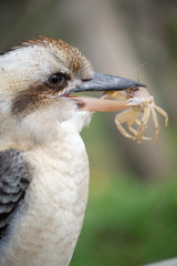 Wild Kookaburra with a sand crab in its beak caught from beach