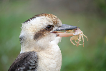 Wild Kookaburra with a sand crab in its beak caught from beach