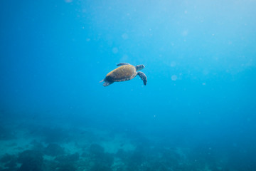 Green sea turtle on the ocean floor among coral