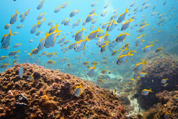 Fototapeta na wymiar School of batfish swimming through blue water in Pacific Ocean Australia